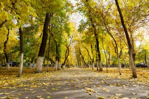 Аллея на Гагарина
